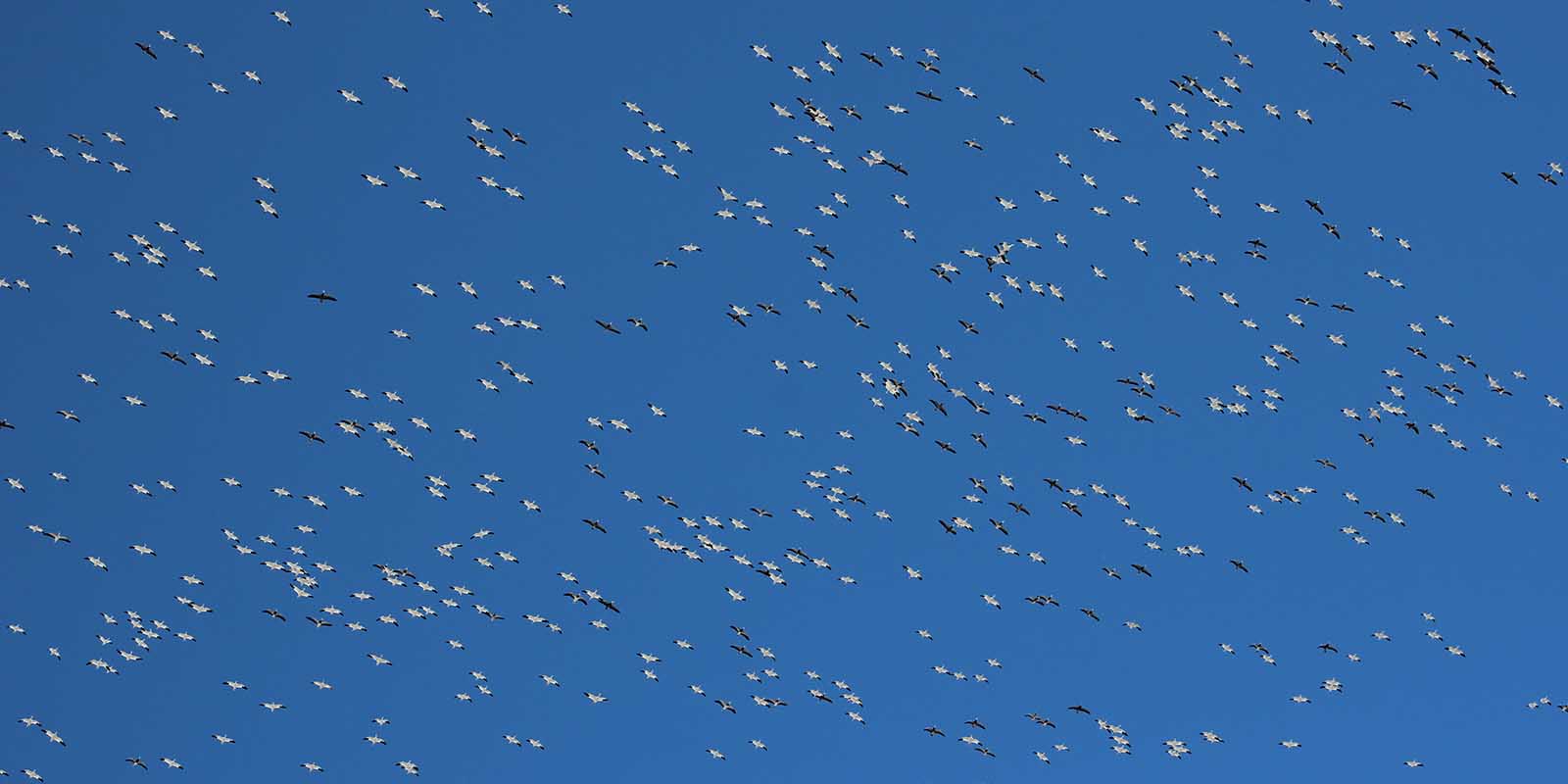 Spring Snow Geese Flock Massive 2018 2